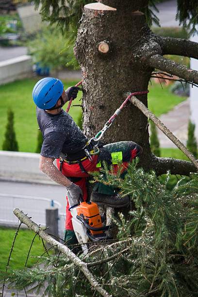 Best Tree Risk Assessment  in Holt, MI