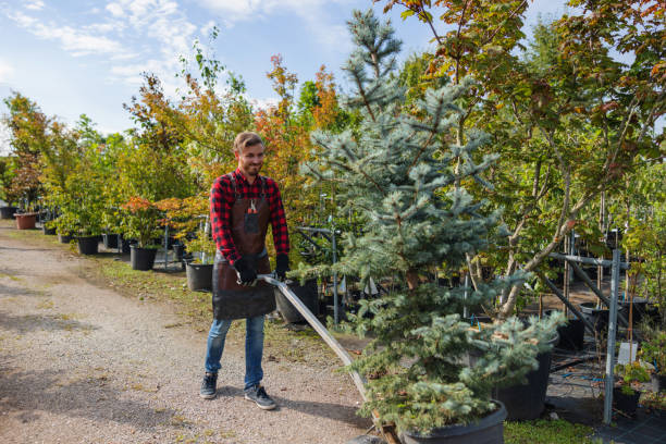 Best Organic Lawn Care Solutions  in Holt, MI